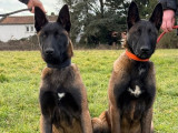 Chiots Malinois LOF disponibles à la vente