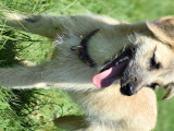 April, jeune chienne à adopter