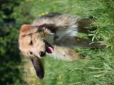 Rosie, jeune chienne à adopter