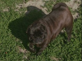 Chienne Carlin adulte LOF de 4 ans à vendre