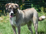Jada, jeune chienne à adopter