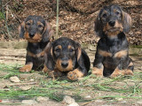 À vendre : 2 chiots mâles Teckels Nains poil dur (LOF)