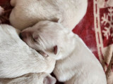 6 chiots Berger Blanc Suisses LOF à réserver