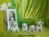 Des chiots Bichons Frisés LOF à vendre