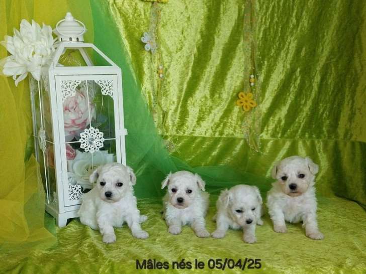 Des chiots Bichons Frisés LOF à vendre