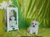 Des chiots Bichons Frisés LOF à vendre