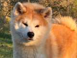Un chien femelle Akita Inu LOF d'un an à vendre