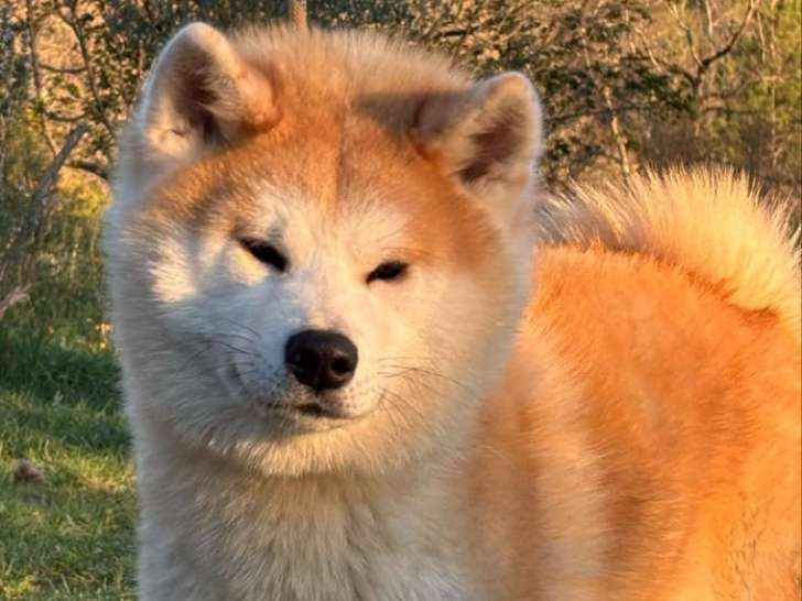Un chien femelle Akita Inu LOF d'un an à vendre