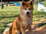 Un jeune chien Akita Inu LOF d'un an à vendre