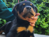 Chiots Rottweilers à vendre (LOF)