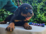 Chiots Rottweilers à vendre (LOF)