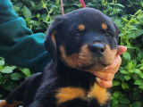 Chiots Rottweilers à vendre (LOF)