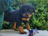 Chiots Rottweilers à vendre (LOF)