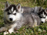 5 chiots Huskies de Sibérie LOF à vendre