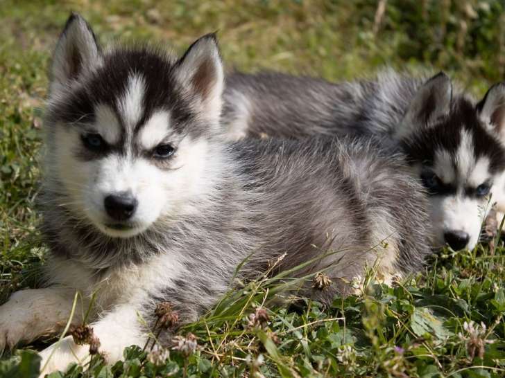 5 chiots Huskies de Sibérie LOF à vendre