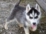 5 chiots Huskies de Sibérie LOF à vendre