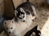 5 chiots Huskies de Sibérie LOF à vendre