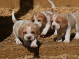 8 chiots Beagles disponibles à la vente (LOF)