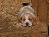 8 chiots Beagles disponibles à la vente (LOF)