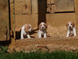 8 chiots Beagles disponibles à la vente (LOF)