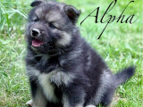 2 chiots Finnois de Laponie mâles LOF à réserver