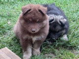 2 chiots Finnois de Laponie mâles LOF à réserver