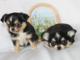 2 chiots mâles Chihuahuas LOF disponibles à la réservation