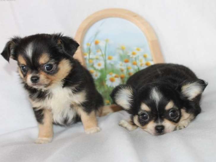 2 chiots mâles Chihuahuas LOF disponibles à la réservation