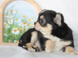 2 chiots mâles Chihuahuas LOF disponibles à la réservation