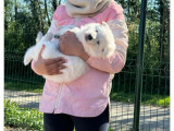 À vendre, 1 chiot Berger Blanc Suisse LOF née en mars 2025, femelle parfaitement socialisée