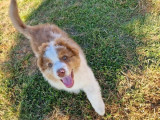 Chiot mâle Berger Australien rouge merle LOF à vendre