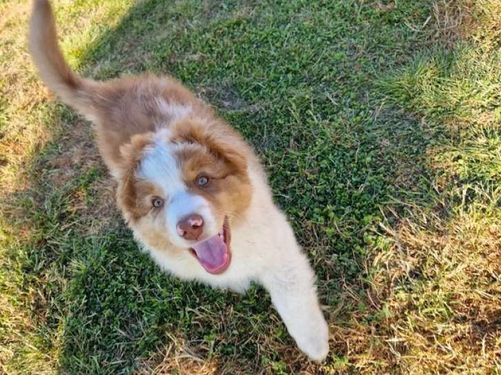 Chiot mâle Berger Australien rouge merle LOF à vendre
