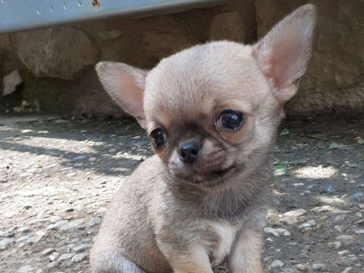 À réserver : 3 chiots Chihuahuas LOF nés en avril 2025, disponibles en juin