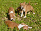 À vendre, 7 chiots Amstaff LOF nés en mars 2025, issus de lignées prestigieuses