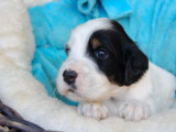 4 chiots Setter Anglais LOF à réserver