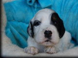 4 chiots Setter Anglais LOF à réserver