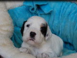 4 chiots Setter Anglais LOF à réserver