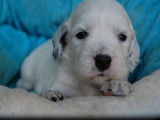 4 chiots Setter Anglais LOF à réserver