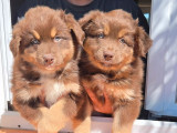 5 chiots femelles Bergers Australiens à vendre (LOF)
