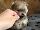 Chiot mâle Spitz Nain Poméranien LOF à vendre