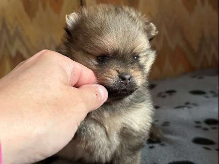 Chiot mâle Spitz Nain Poméranien LOF à vendre