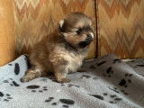 Chiot mâle Spitz Nain Poméranien LOF à vendre