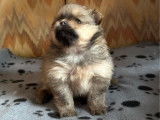 Chiot mâle Spitz Nain Poméranien LOF à vendre