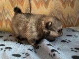 Chiot mâle Spitz Nain Poméranien LOF à vendre