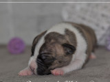 À réserver : 9 chiots Américain Staffordshires Terrier (LOF)