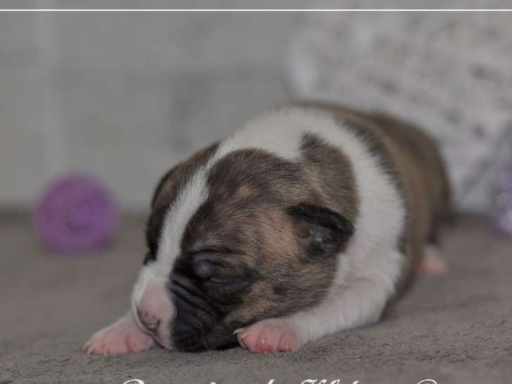 À réserver : 9 chiots Américain Staffordshires Terrier (LOF)