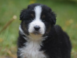 Chiots Bergers Australiens LOF à réserver