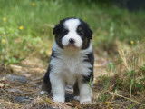 Chiots Bergers Australiens LOF à réserver