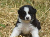 Chiots Bergers Australiens LOF à réserver