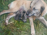 4 chiots Bergers d'Anatolie LOF à vendre